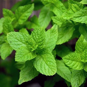 Manfaat daun mint tak sekadar sebagai penyegar napas atau menambah rasa makanan dan minuman, tetapi juga berkhasiat bagi kesehatan.