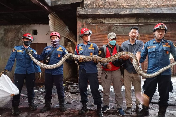 Petugas dari Suku Dinas Penanggulangan  Kebakaran dan Penyelamatan (Gulkarmat) berhasil mengevakuasi ular sanca dari pemukiman warga di kawasan Kramat, Senen, Jakarta Pusat, Rabu (19/5/2021).