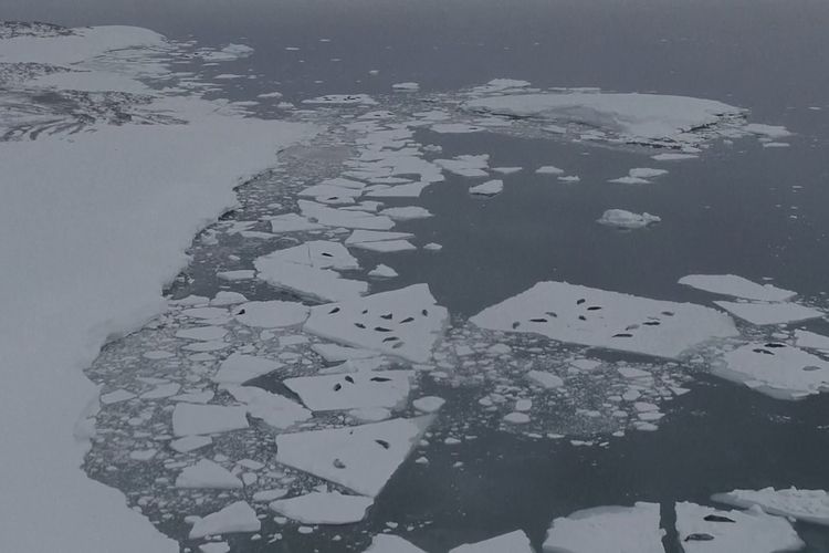 Ilustrasi Gletser Thwaites di Antarktika.