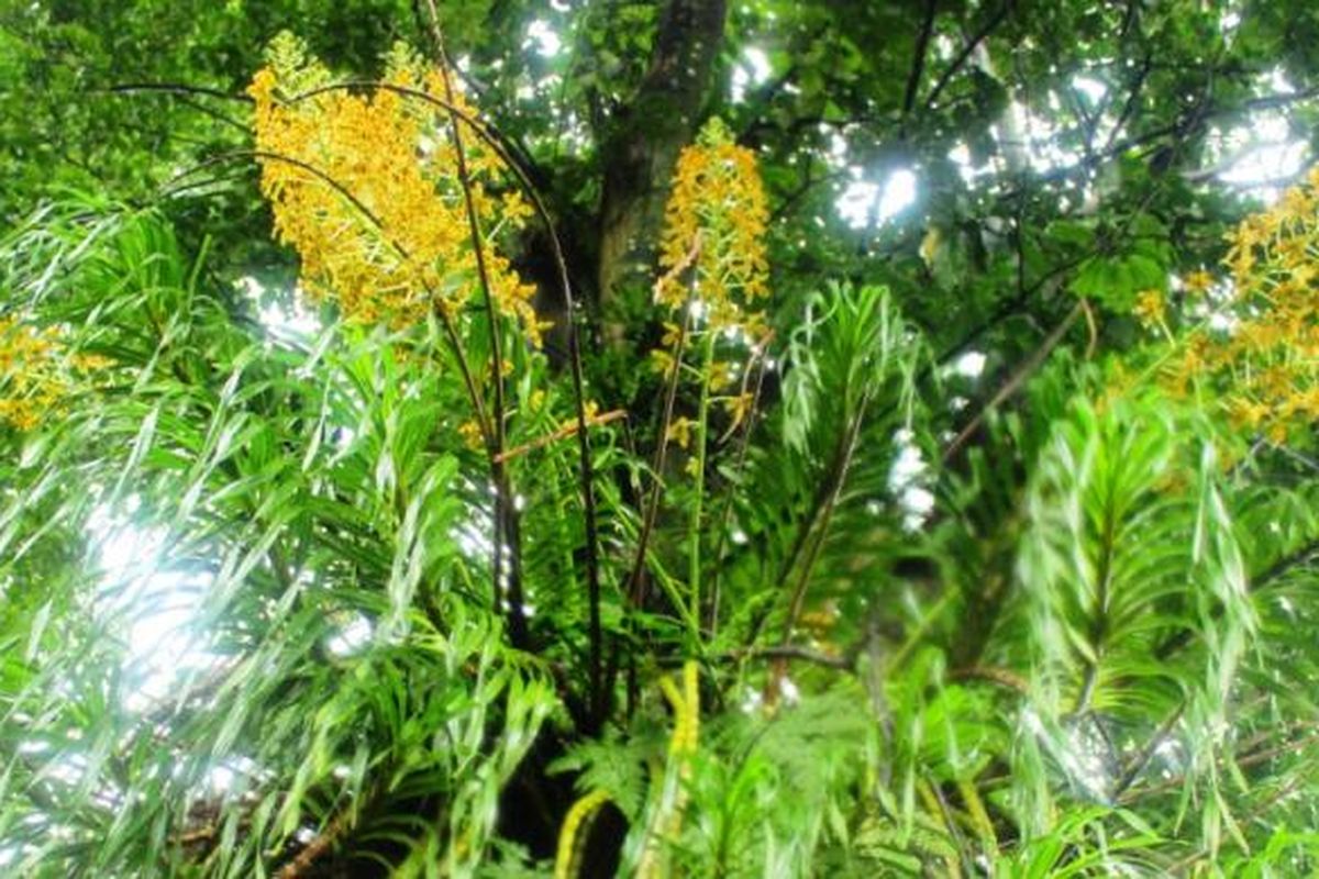 Anggrek raksasa yang saebenarnya bernama anggrek tebu atau anggrek macan, mekar di Kebun Raya Bogor hanya selama 2 bulan dalam kurun waktu 2 tahun sekali.