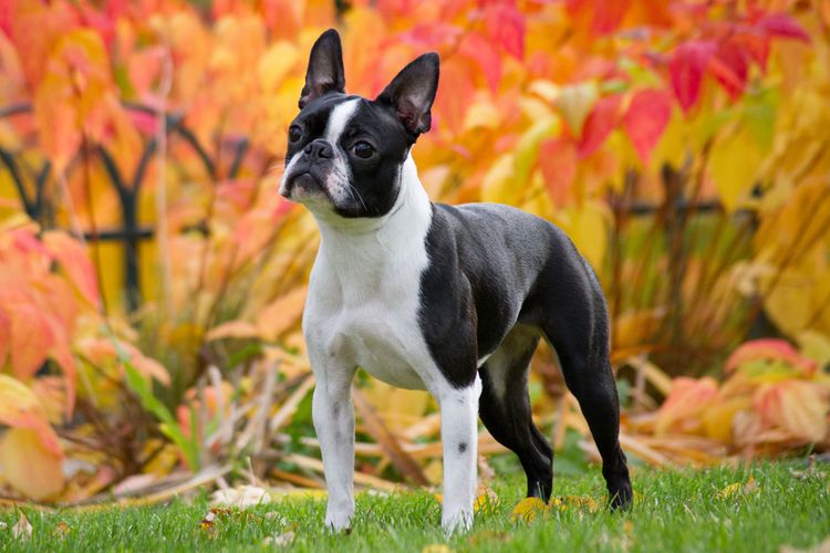 Ilustrasi anjing Boston terrier. 