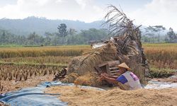Lahan Pertanian Bisa Jadi Kunci Melawan Perubahan Iklim