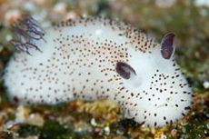 Fakta-fakta Kelinci Laut, Siput Tanpa Cangkang yang Mirip Kelinci
