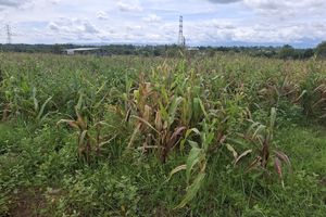 Diresmikan Wapres Gibran, Ladang Jagung di Tangerang Kini Terbengkalai dan Dipenuhi Rumput Liar