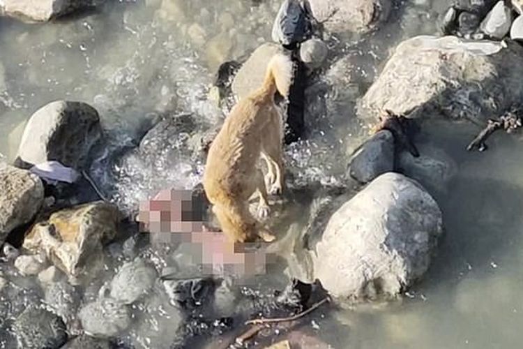 Tangkap layar anjing-anjing liar terlihat memakan jasad manusia yang hangus dan terdampar di tepi sungai India.
