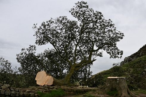 Pohon Sycamore Gap yang Ikonis di Inggris Ditebang, Picu Kesedihan Luas, Remaja Ditangkap