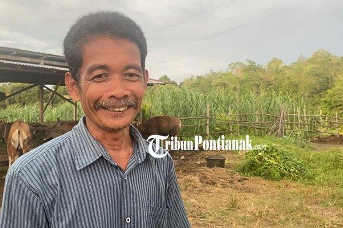 SAPI KURBAN PRESIDEN - Tiga ekor sapi milik Mujadi, warga Kecamatan Sungai Tebelian, Kabupaten Sintang, Kalimantan Barat dibeli oleh Presiden Prabowo untuk Hari Raya Idul Adha 2025. Sapi Kurban dari Presiden Prabowo itu akan diserahkan ke Kabupaten Sintang, Melawi dan Kapuas Hulu.