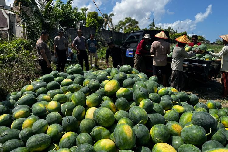 Lahan Bekas Tambang di Bangka Barat Seluas 1,8 Hektar Disulap Jadi Kebun Semangka, Panen 10 Ton 