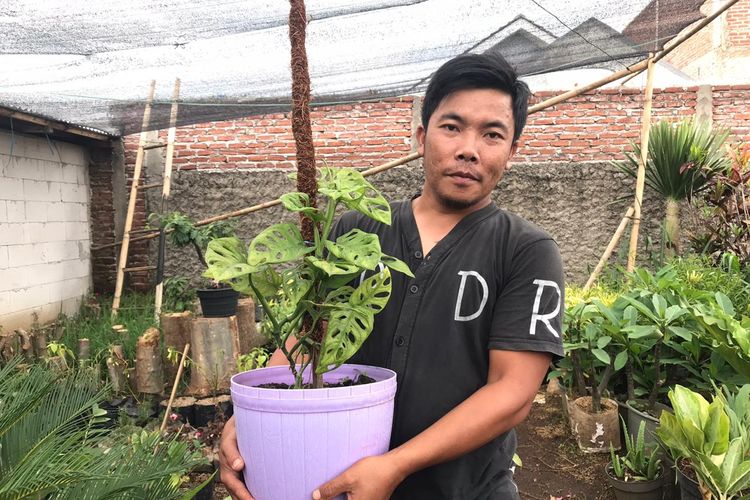 Uus, pengusaha tanaman hias di Bandung. 