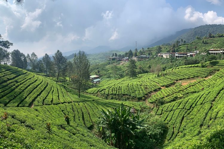Suasana kebun teh di Puncak Bogor, Jawa Barat.