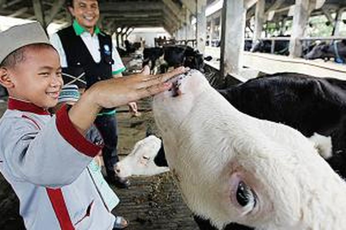 Wisata edukasi Sentulfresh di kawasan Sentul, Bogor, Jawa Barat, Selasa (8/4/2014). Di lokasi tersebut, anak-anak diajak untuk mengenal sapi perah, unggas, dan ikan.