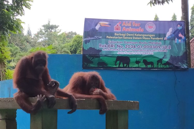 Orangutan koleksi Taman Rekreasi Marga Satwa Serulingmas di Banjarnegara, Jawa Tengah.