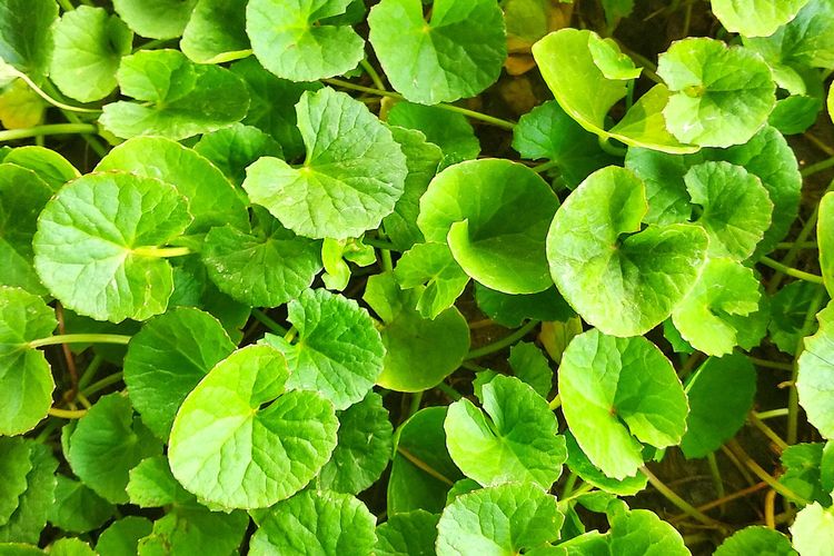 Ilustrasi tanaman pegagan (Centella asiatica).