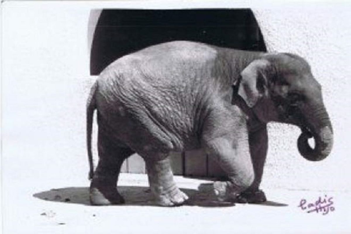 Flavia, gajah paling menyedihkan di dunia