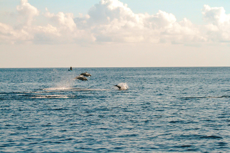 Atraksi lumba-lumba di Pulau Kapota.
