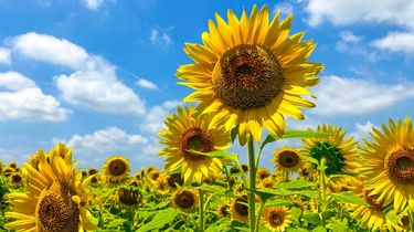 5 Tanaman Bunga yang Dapat Ditanam di Kebun Sayur, Bantu Usir Hama 