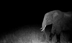 Misteri “Gajah Hantu” Angola: Dari Legenda hingga Penemuannya