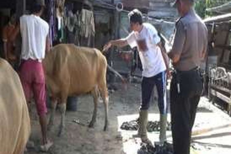 Penyakit antraks diduga kembali merebak di Pinrang Sulawesi Selatan.