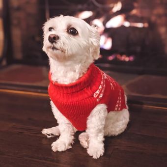 Ilustrasi anjing - Anjing mengenakan sweater saat cuaca dingin