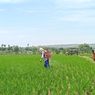 Keluh Kesah Petani di Tuban, Mengaku Kesulitan Dapatkan Pupuk Bersubsidi