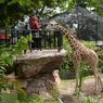 Ingin Jadi Perawat Satwa di Bandung Zoo Saat Libur Sekolah, Catat Syaratnya