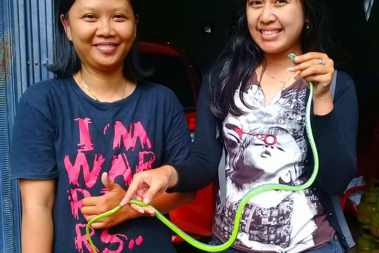 Ular hasil tangkapan Snake Rescue Salatiga