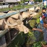 Asal-Usul Kebo Bule, Hewan Milik Keraton Surakarta yang Dianggap Keramat