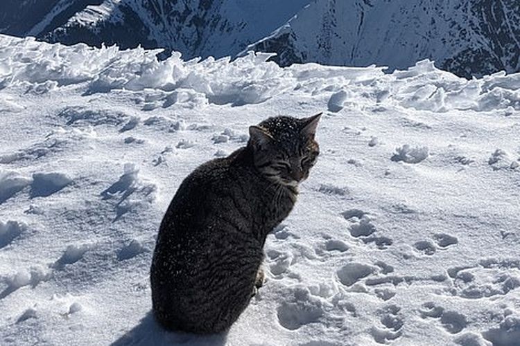 Seekor kucing yang tersesat mengikuti pendaki hingga ke puncak gunung di Swiss