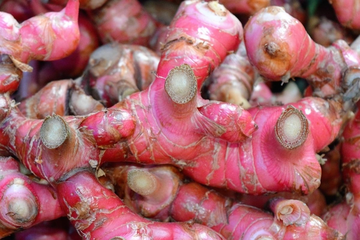 Ilustrasi jahe merah.