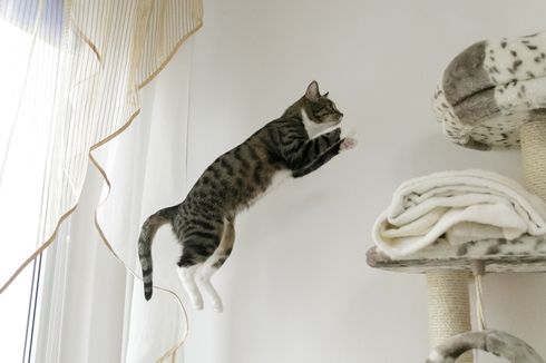 Ini Alasan Mengapa Kucing Suka Tempat Tinggi