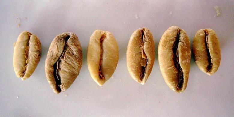 Kopi Liberika (Coffea liberica)