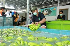 Kisah Pisang Cavendish, Penemunya Bangsawan Inggris