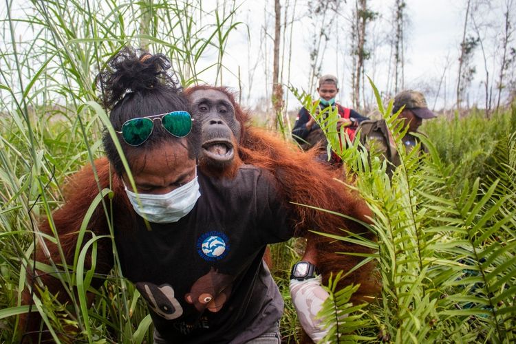 Induk dan anak orangutan diselamatkan dari hutan yang terbakar di Jalan Pelang-Tumbang Titi, Kecamatan Matan Hilir Selatan, Kabupaten Ketapang, Kalimantan Barat, Minggu (2/2/2020).
