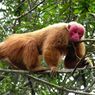 7 Hewan Endemik Hutan Amazon, Salah Satunya Pernah Dikira Punah