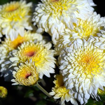 Ilustrasi bunga krisan atau chrysanthemum. 