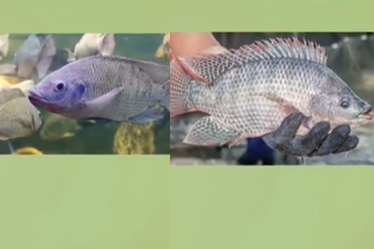 Malaysia Terancam Ikan Asing Invasif, Ada yang Berasal dari Indonesia