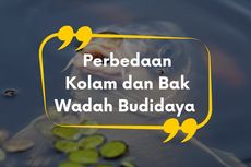 Perbedaan Kolam dan Bak sebagai Wadah Budidaya Ikan Konsumsi 