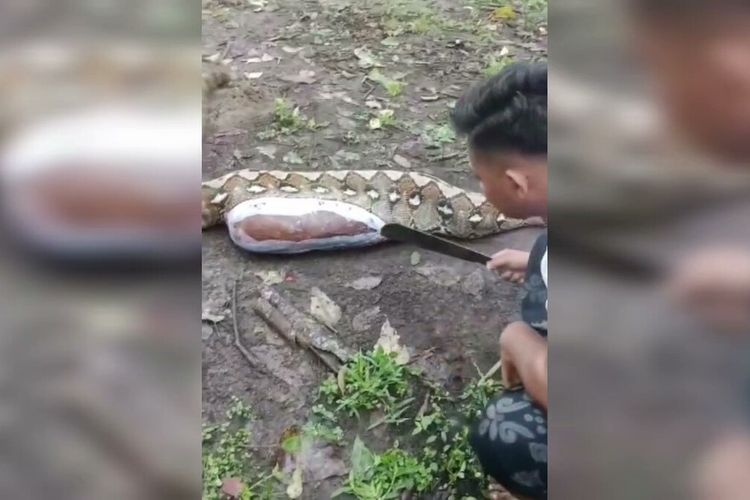 Seekor ular piton sepanjang 7 meter ditangkap warga usai menerkam seekor anak sapi di desa Wasolangka, Kecamatan Parigi, Kabupaten Muna, Sulawesi Tenggara.