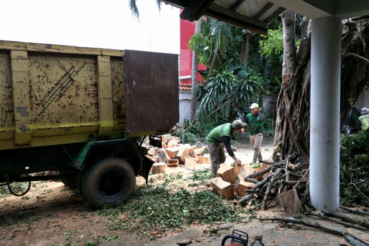 Pohon beringin yang diperkirakan berusia 30 tahun di pekarangan rumah seniman sekaligus pengusaha Salahuddin Setiawan Djodi Nur Hadiningrat atau lebih dikenal sebagai Setiawan Djody tumbang. Hingga hari ini, Selasa (14/11/2017) pemotongan pohon masih dilakukan. 