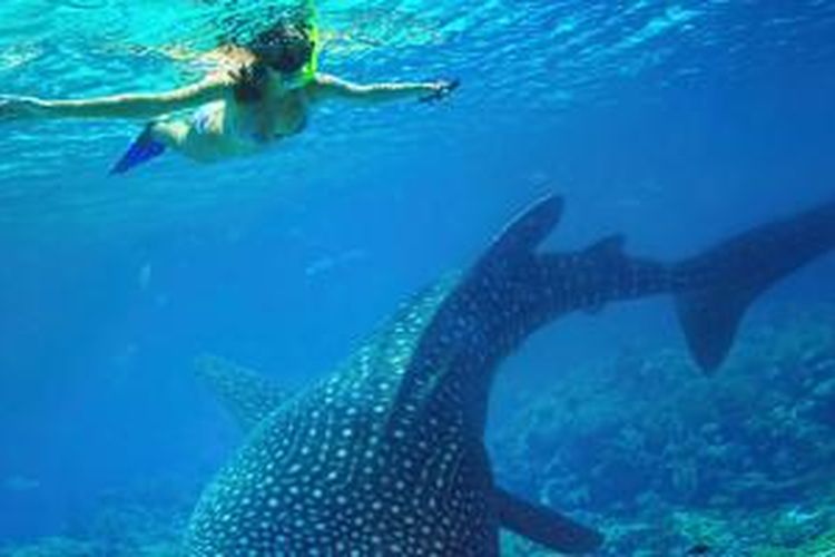 Wisatawan snorkeling bersama whale shark di Cebu, Filipina. 