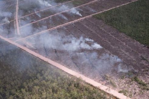 Korindo: Lisensi Keberlanjutan Perusahaan Sawit Raksasa Asal Korsel Dicabut Lembaga Sertifikasi Hutan FSC