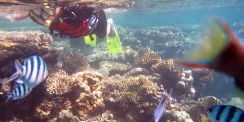 Pelancong menikmati keindahan alam bawah laut Karimunjawa, Kabupaten Jepara, Selasa (25/11/2014). Terumbu karang dan ikan menjadi dayat tarik tersendiri. 