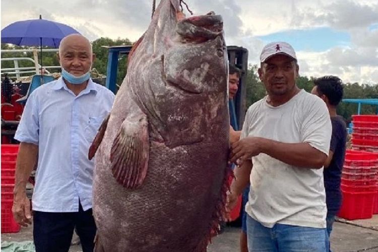 Rahman (kanan), seorang nelayan di Miri, Malaysia, bersama dengan ikan kerapu raksasa yang ditangkapnya. Ikan itu mempunyai bobot 161 kg, dan sempat ditawar sekitar 12.000 ringgit, atau sekitar Rp 42 juta.
