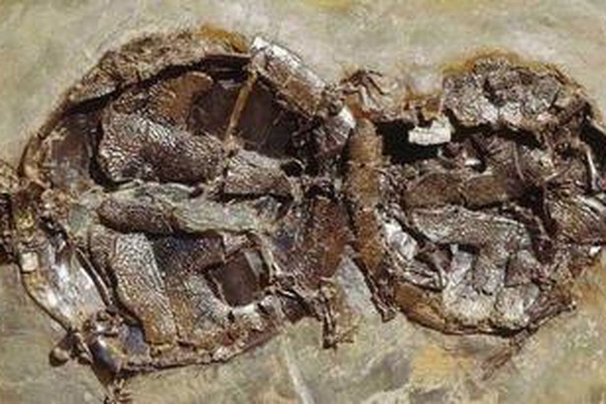 Salah satu dari 9 pasang fosil kura-kura Allaeochelys crassesculpta yang ditemukan dalam posisi kawin. Individu jantan adalah yang ada di sebelah kanan, berukuran 20 persen lebih kecil dari betinanya. 