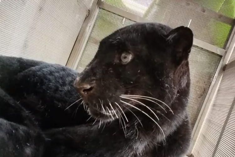 Kondisi Kurus dan Terluka, Macan Kumbang yang Masuk Permukiman di Batang Dievakuasi