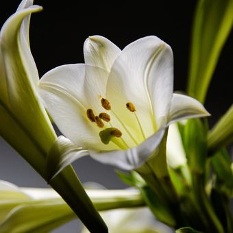 Ilustrasi bunga lily.