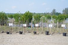 Dukung Konsep Blue Carbon, 5.000 Bibit Pohon Mangrove Ditanam di Bangka Tengah