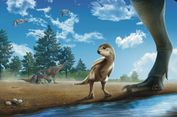 Dinosaurus Kecil Pemakan Tumbuhan Ditemukan di Korea, Diduga Berbulu Mirip Domba