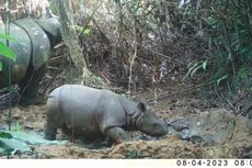 Badak Jawa Kembali Lahir di Ujung Kulon, Populasi Bertambah Jadi 81