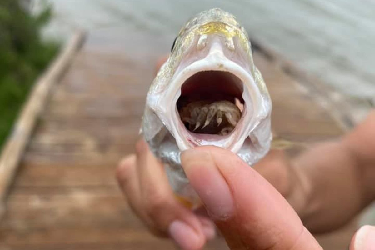 Aneh sekaligus mengerikan. Petugas margasatwa di Texas menemukan seekor ikan yang lidahnya hilang dan digantikan parasit krustasea.